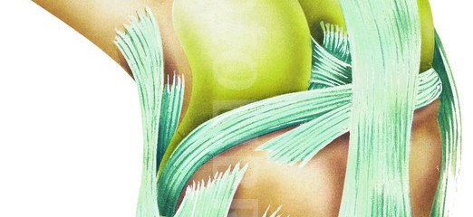 HUMAN KNEE JOINT-ILLUSTRATION